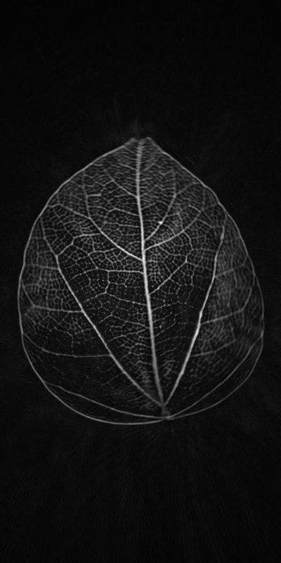 Detail from the project-supplied leaf sample